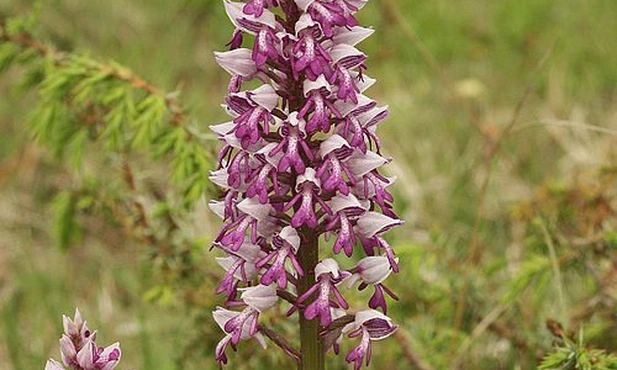 Orchis militaris