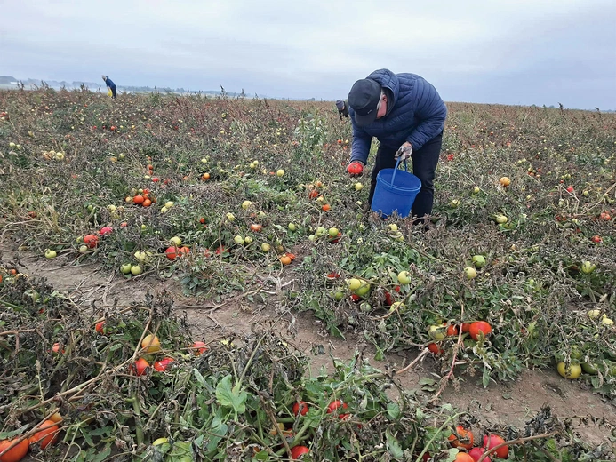 Polacy ruszyli na samozbiory. Czy to uratuje polskiego rolnika?