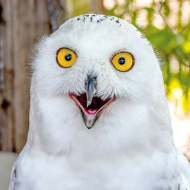 Na gorącym uczynku: Zaskoczona sowa Ta sowa śnieżna nie potrafiła ukryć zdziwienia, gdy dostrzegła fotografa robiącego jej zdjęcie. Choć to nie człowiek tak ją zainteresował.  Sowa mieszkająca w ogrodzie zoologicznym Hamerton w Wielkiej Brytanii została spłoszona przez skaczące w pobliżu walabie, czyli zwierzęta z rodziny kangurowatych. – Nigdy nie widziałem takiej miny u sowy – śmieje się Daniel Thrower, jeden z opiekunów, który zrobił to zabawne zdjęcie.  Puchacze śnieżne to duże nocne drapieżniki osiąga…