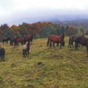 I opustoszały połoniny… Spęd koni huculskich w Beskidzie Niskim
