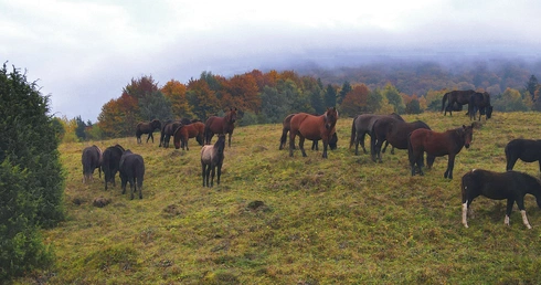 I opustoszały połoniny… Spęd koni huculskich w Beskidzie Niskim
