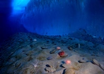 Ocean Południowy - delikatna tarcza dla klimatu