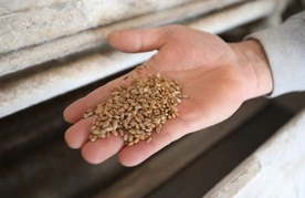 Don Camillo i spowiednik