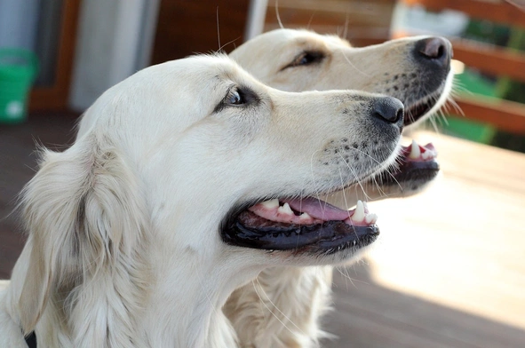 Większość ataków psów to efekt błędów człowieka
