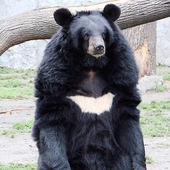 Niedźwiedź himalajski