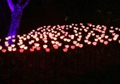 Lumina Park