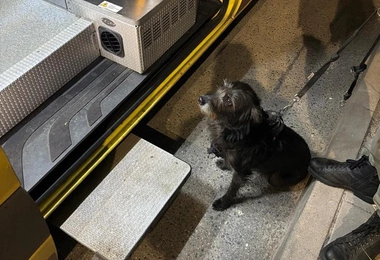 Pies uratował swojego 71-letniego opiekuna