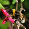 Bombus terrestris 