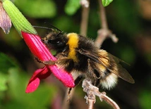 Bombus terrestris 