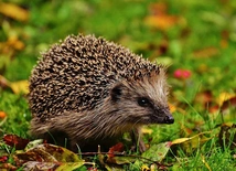 Trudna jesień dla jeży 