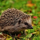 Trudna jesień dla jeży 