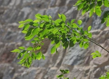 Leon XIV do Kościoła w Turcji: o logice małości