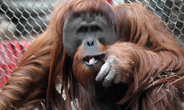 Kuchnia orangutanów