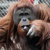Kuchnia orangutanów
