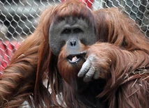 Kuchnia orangutanów