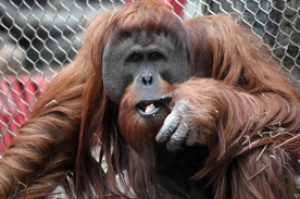 Kuchnia orangutanów