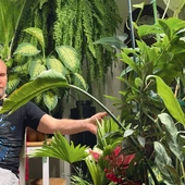 Kwiatów już nie jestem w stanie zliczyć, szczepki się ukorzeniają, inne się rozrastają.  Tylko jedna  gałąź paproci  ma 2,5 metra długości  – opowiada dr Rafał.