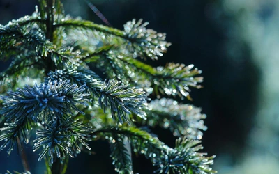 Choinka dla Życia: podaruj krew