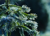 Choinka dla Życia: podaruj krew