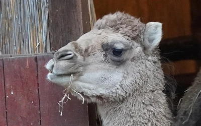 Żywa szopka u wrocławskich redemptorystów