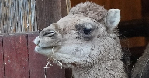 Żywa szopka u wrocławskich redemptorystów