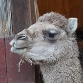 Żywa szopka u wrocławskich redemptorystów