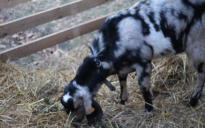 Żywa Szopka w Krakowie 2025