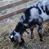 Żywa Szopka w Krakowie 2025