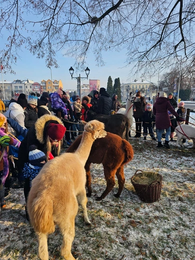 Orszak Trzech Króli 2026 - Sochaczew