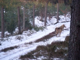 Jak owce między wilki
