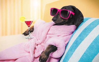 Pies jak dziecko? O niepokojącym trendzie humanizacji zwierząt w Polsce