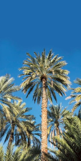 Około 60 lat temu odnaleziono nasiona palmy daktylowej z czasów Pana Jezusa. Po dwóch tysiącach lat naukowcy obudzili uśpione w nich życie 