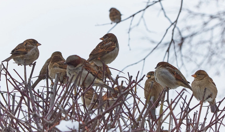 Gdzie to ćwierkanie?