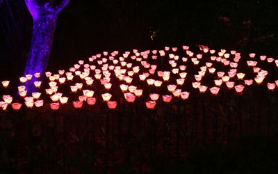 Ogród pełen świateł