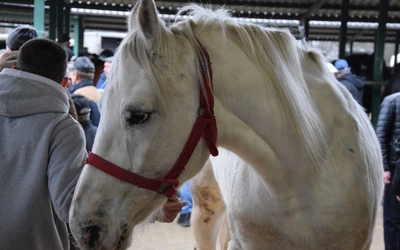 Targi końskie w Skaryszewie