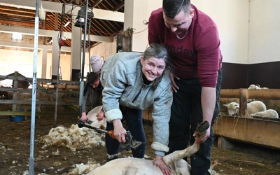 Podhale. Uczyli się strzyc owce