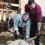 Kiedy owca "idzie" do... fryzjera 