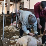 Kiedy owca "idzie" do... fryzjera 