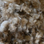 Kiedy owca "idzie" do... fryzjera 