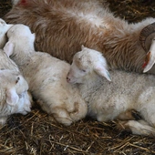 Kiedy owca "idzie" do... fryzjera 