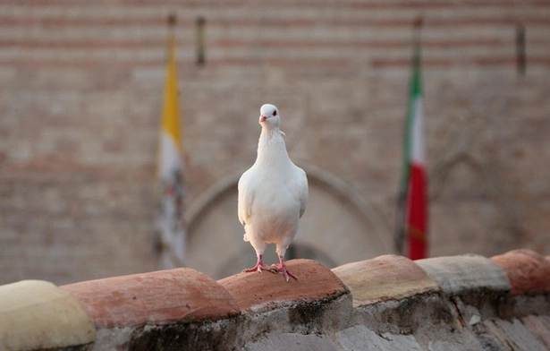 O rozbrojenie i pokój