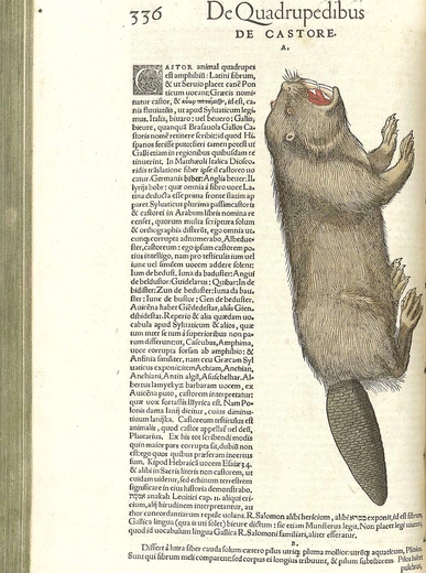 Częściowo wodny, niegdyś postny ssak.