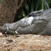 Krokodyl