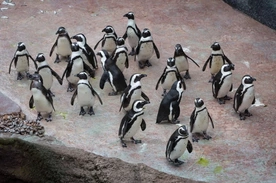 Zdjęcie ilustracyjne.