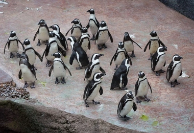 Zdjęcie ilustracyjne.