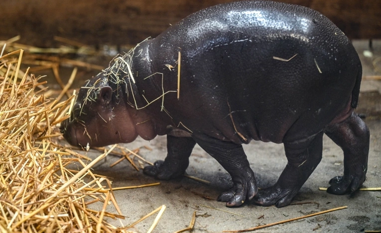 W gdańskim zoo urodziła się samiczka hipopotamka karłowatego