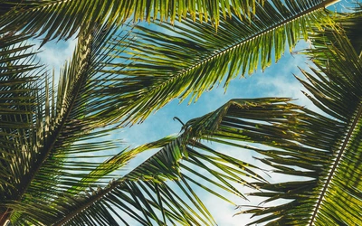 No co dzień i od święta. Jak palma weszła do tradycji chrześcijańskiej?