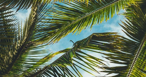 No co dzień i od święta. Jak palma weszła do tradycji chrześcijańskiej?