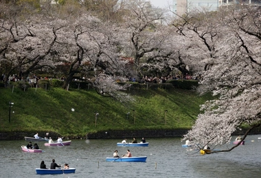 Kraj Kwitnącej Wiśni znów w pełnym rozkwicie