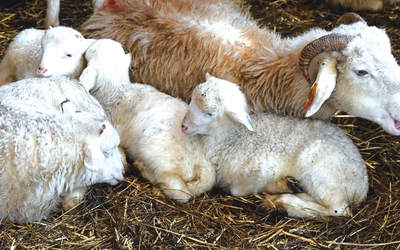 Stada dwa, trzy razy w roku pozbywają się swojej wełny. 